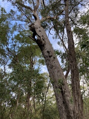 Eucalyptus acmenoides