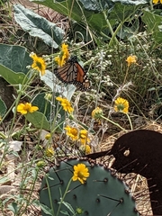 Danaus plexippus