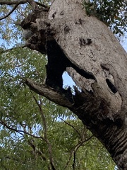 Eucalyptus acmenoides