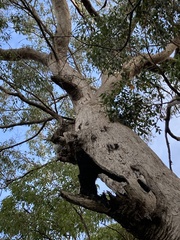 Eucalyptus acmenoides