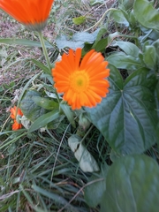 Calendula officinalis