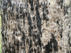 Eucalyptus acmenoides