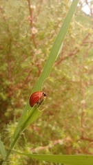 Hippodamia convergens
