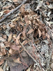 Eucalyptus acmenoides