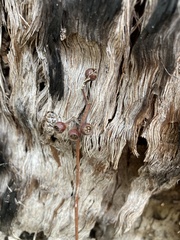 Eucalyptus acmenoides