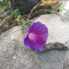 Ipomoea pubescens