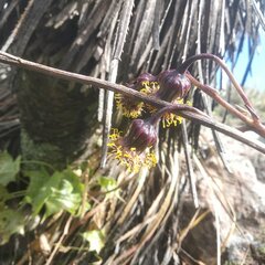 Roldana sessilifolia