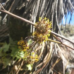 Roldana sessilifolia