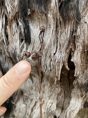 Eucalyptus acmenoides