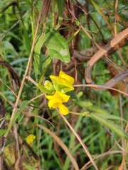 Callaeum macropterum