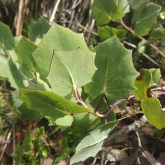 Roldana sessilifolia