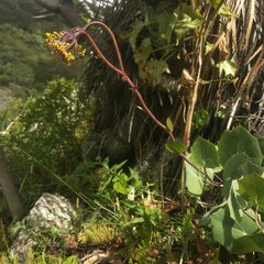 Roldana sessilifolia