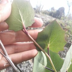Roldana sessilifolia