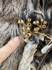 Eucalyptus acmenoides