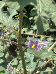 Solanum violaceum