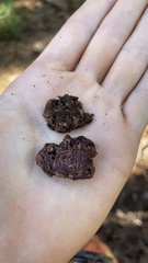 Hydnotrya cerebriformis