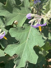 Solanum violaceum