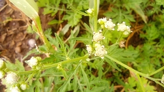 Parthenium bipinnatifidum