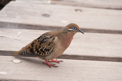 Zenaida galapagoensis