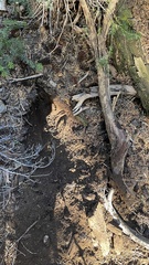 Hydnotrya cerebriformis