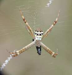 Argiope