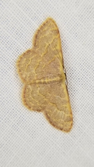 Leptostales pannaria