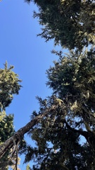 Hydnotrya cerebriformis