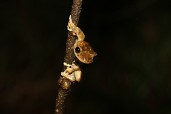 Ranoidea serrata