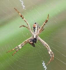 Argiope