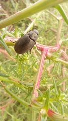 Bothrotes canaliculatus