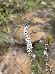 Epacris