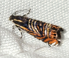 Thaumatographa jonesi