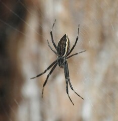 Argiope ocyaloides
