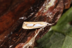 Catoptria pinella