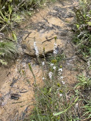 Epacris