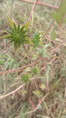 Anoda cristata