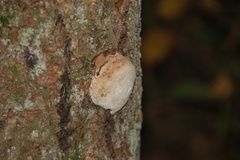 Fomitopsis pinicola