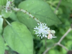 Croton ciliatoglandulifer