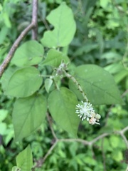 Croton ciliatoglandulifer
