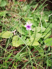 Viola prionantha