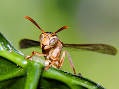 Mischocyttarus angulatus