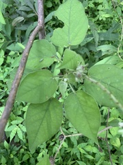 Croton ciliatoglandulifer