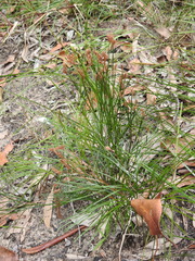 Schizaea bifida