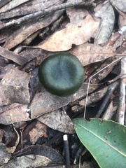 Cortinarius austrovenetus