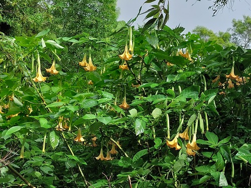 Brugmansia aurea