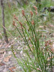 Schizaea bifida