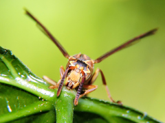 Mischocyttarus angulatus