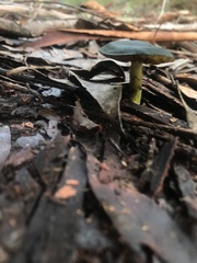 Cortinarius austrovenetus