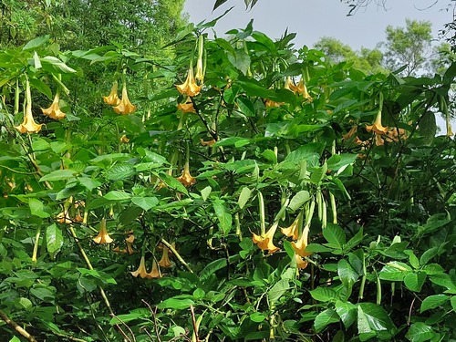 Brugmansia aurea