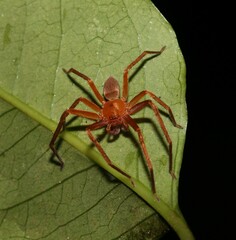 Sparassidae